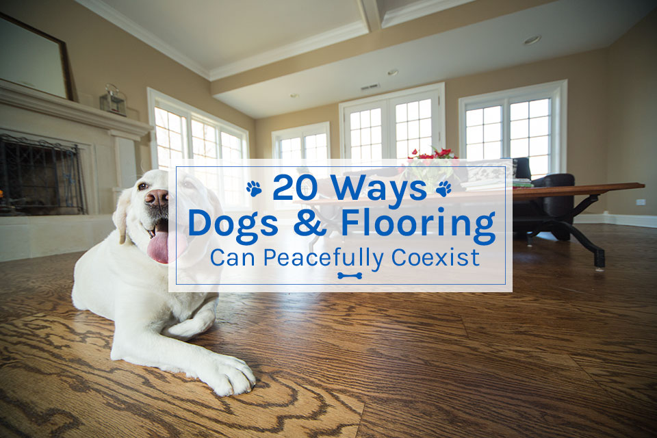 dogs & flooring