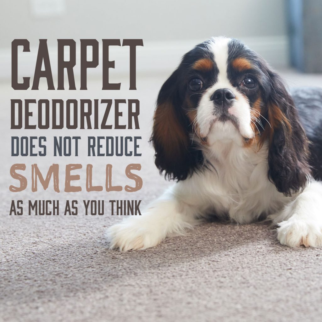 carpet deodorizer dog on carpet smell